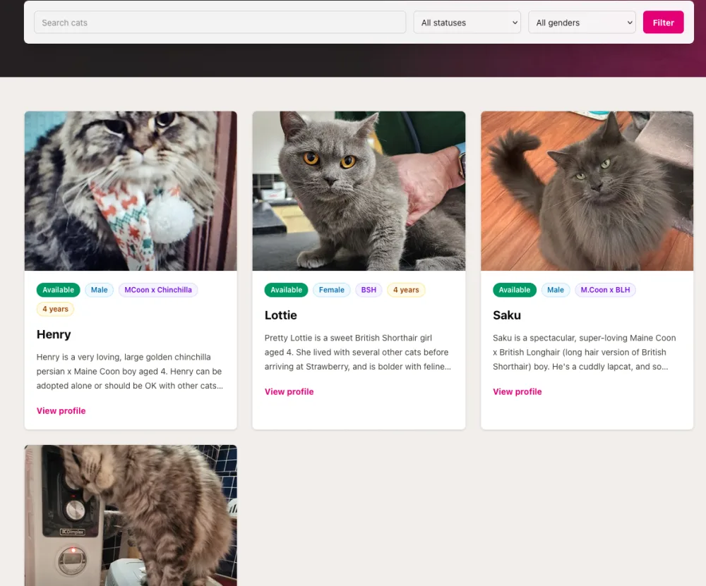 Strawberry Persian cat listing page showing search filters and adoptable cat profile cards